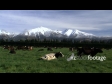 Cows by Mountain 1 961